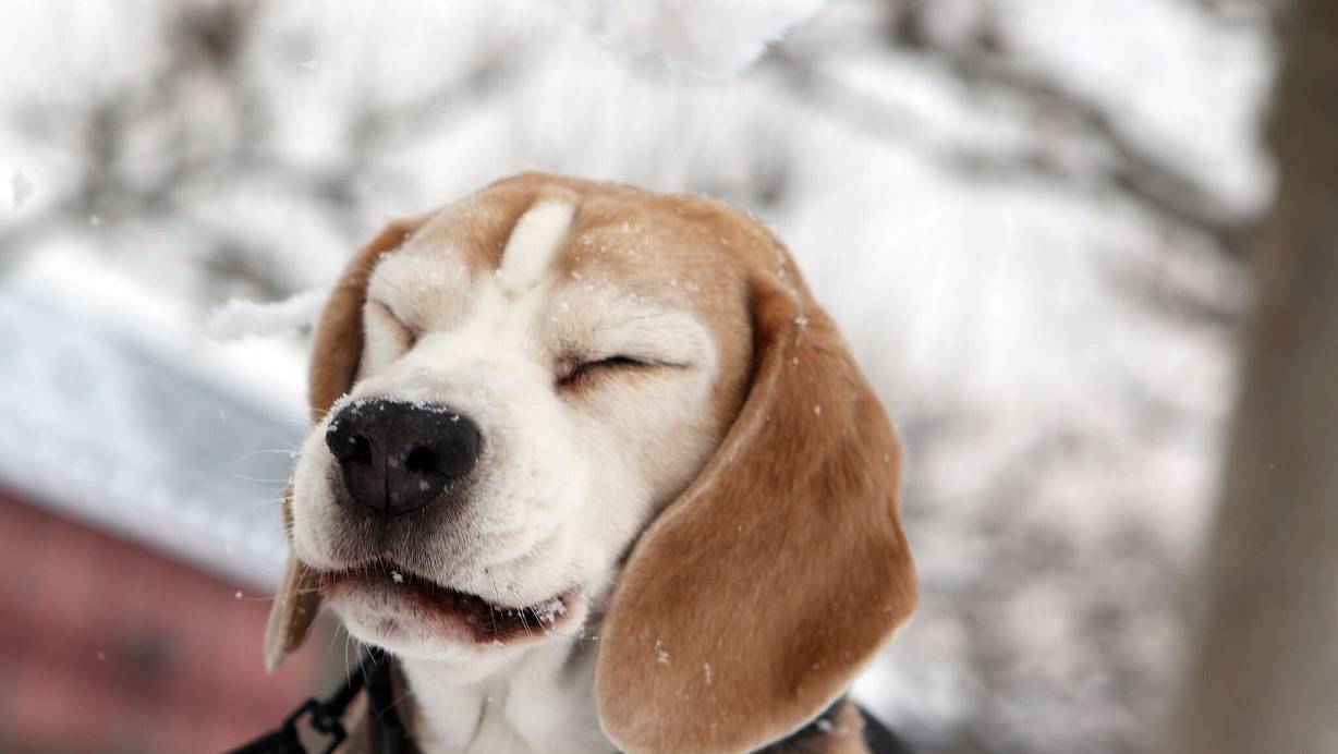Eine Gassitour im Winter kann ganz schön unangenehm sein. Ältere oder gesundheitlich angeschlagene Hunde brauchen hier besondere Rücksicht. | © Fredrik von Erichsen/dpa/dpa-tmn