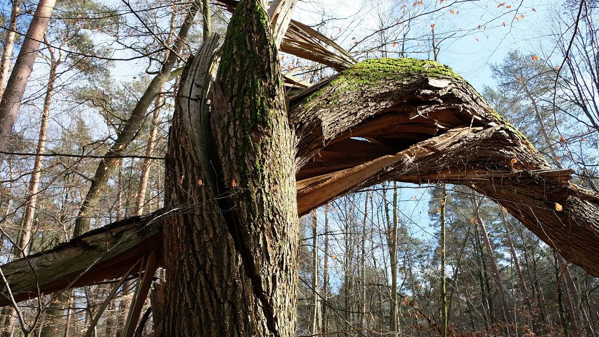Sturmtief "Hermine" hat in Bielefeld nur wenig angerichtet, drei Bäume fielen der windigen Dame zum Opfer. | © Symbolbild: Heike von Schulz