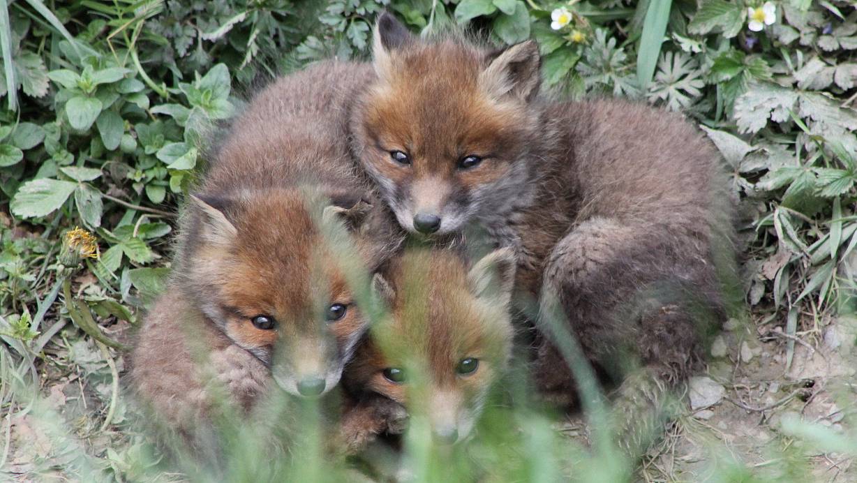 Bilster-Berg-Bewohner: Diese kleine Fuchsfamilie hat vor kurzem Nachwuchs bekommen. | © Bilster Berg