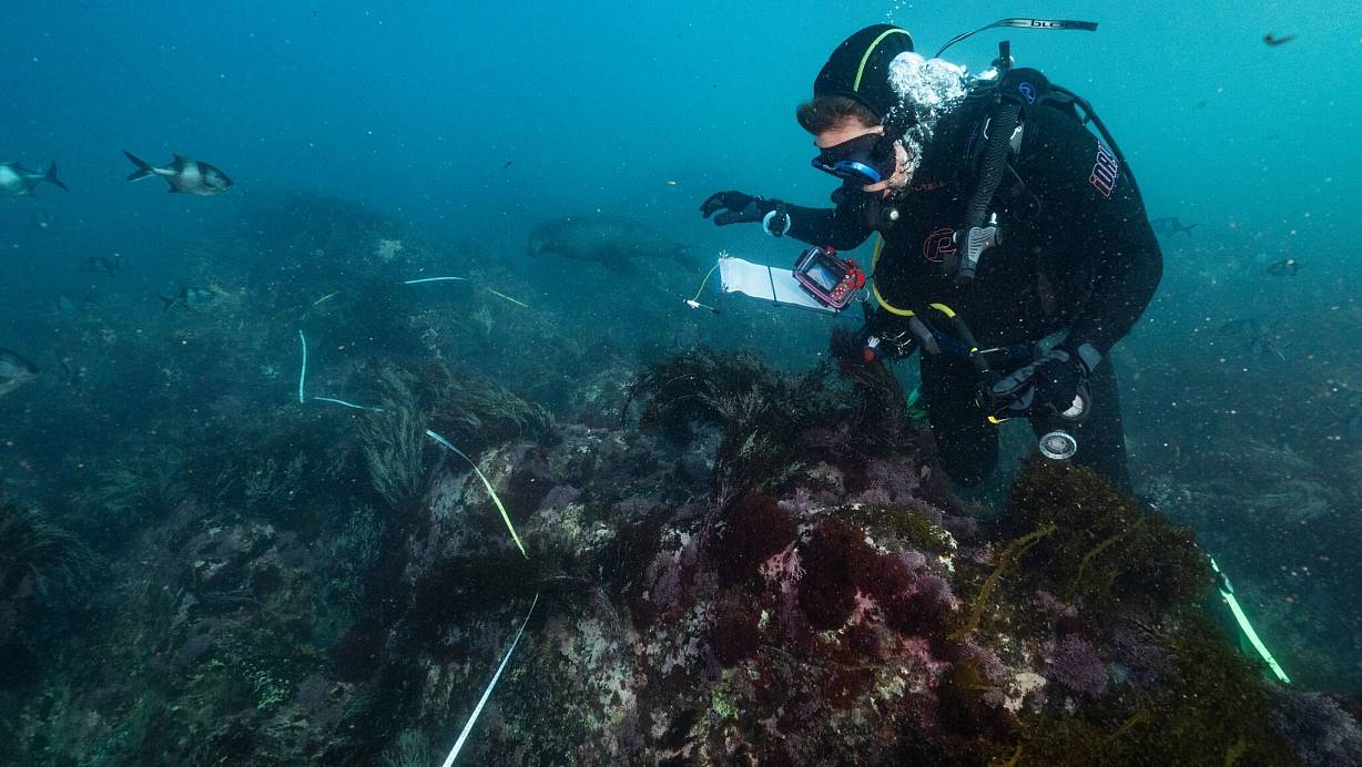 Die Algenblüte hat bereits Zehntausende Meeresbewohner das Leben gekostet. | © Stefan Andrews/GREAT SOUTHERN REEF FOUNDATION/dpa
