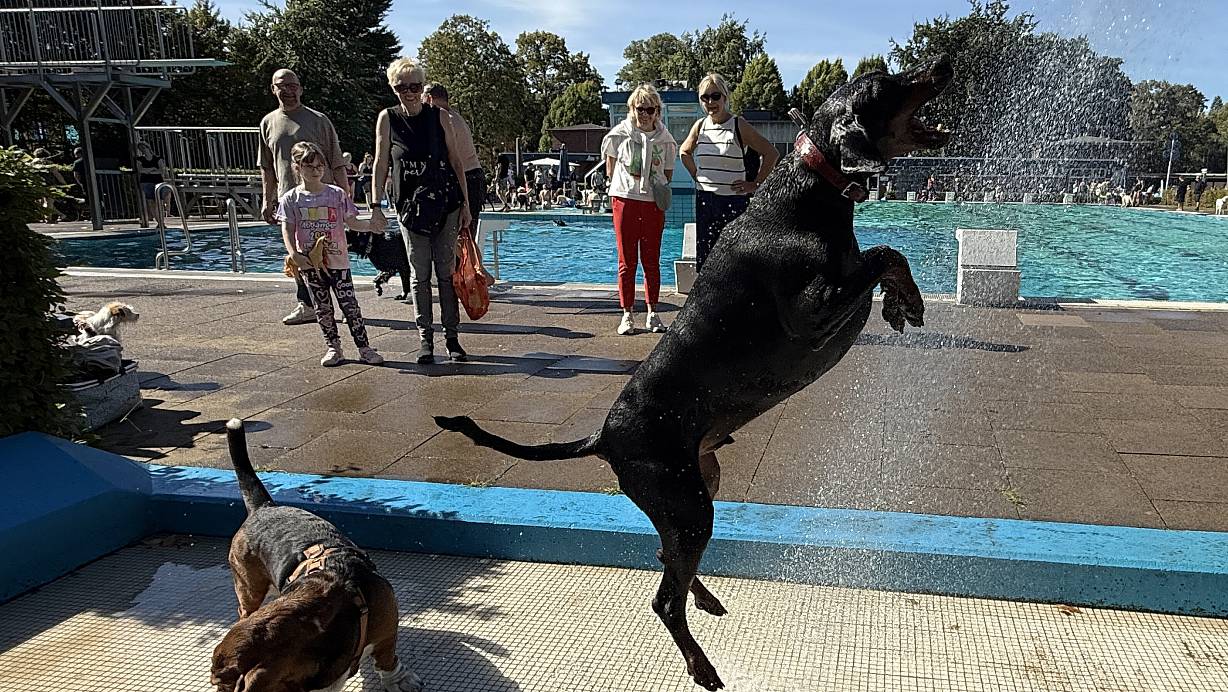 Dobermann Ayko konnte von der Regendusche beim Hundeschwimmen im Kreis Gütersloh nicht genug bekommen. | © Gabriele Grund