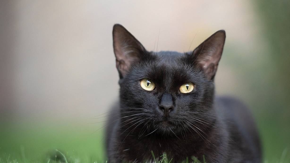 Eine Katze wurde mit einem Luftgewehr schwer verletzt und musste eingeschläfert werden. | © Symbolbild: Pixabay