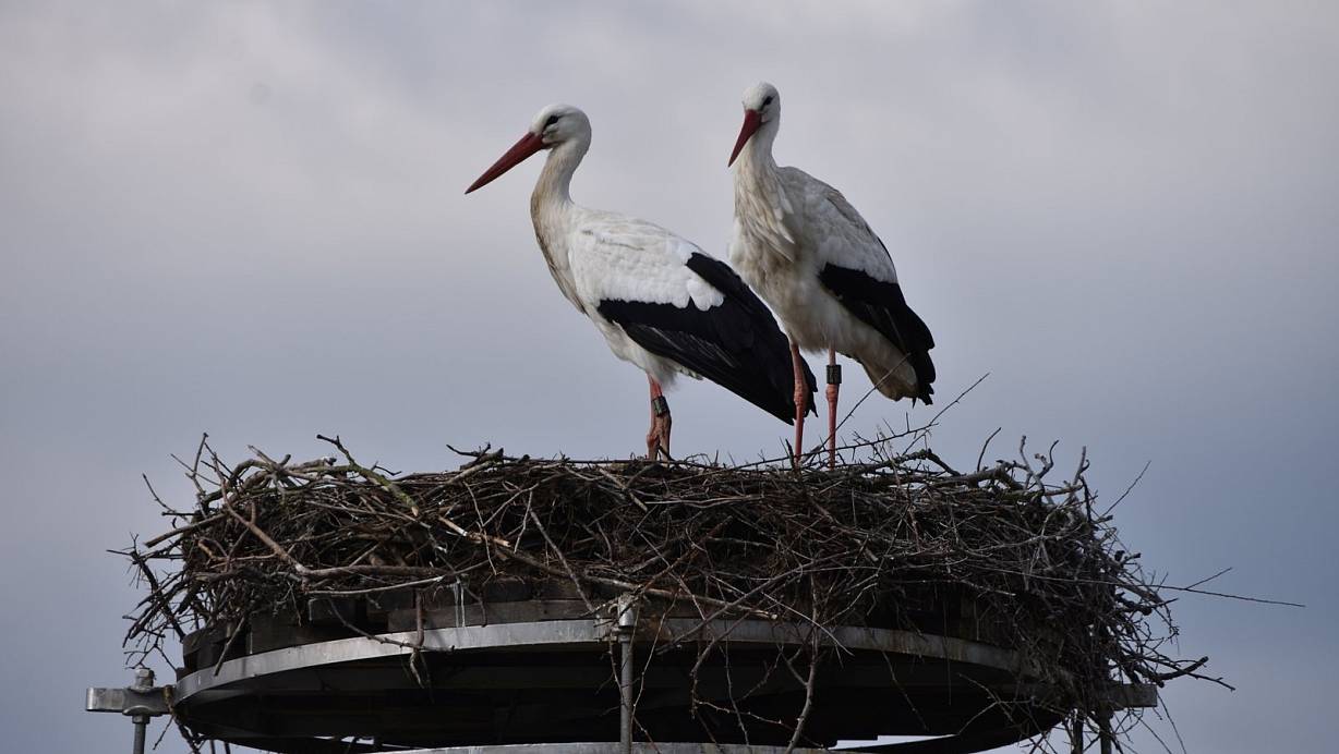 Die Weißstörche in Ovenhausen bereiten sich auf die Aufzucht des Nachwuchses vor. | © Archivfoto: Ralf Lüke