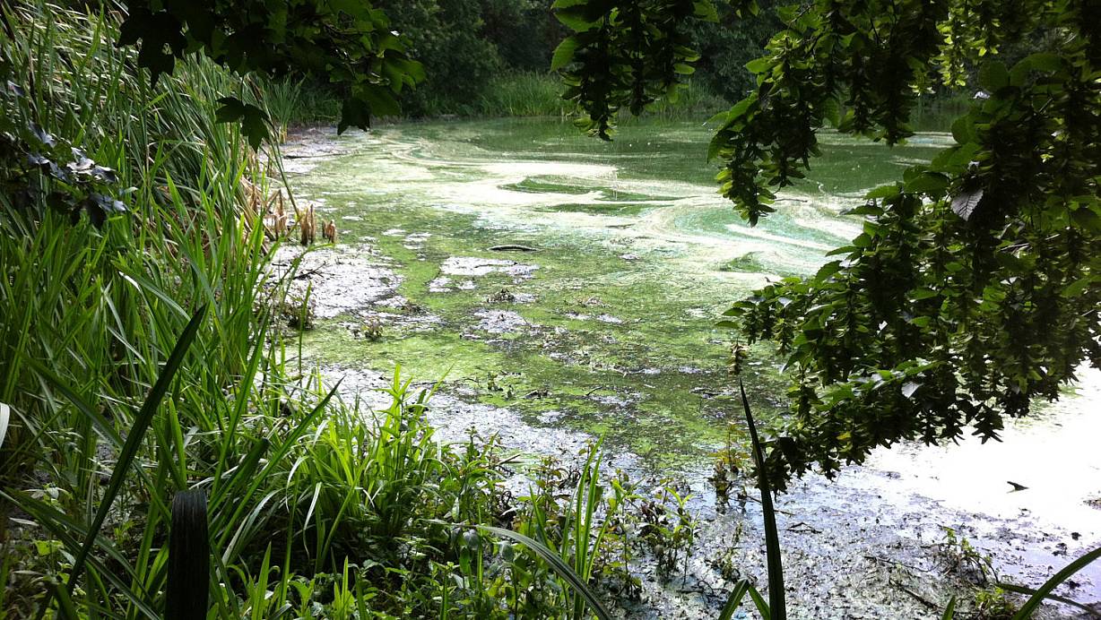 Der Große Auesee liegt im gleichnamigen Naturschutzgebiet und ist kein Badesee. In der Nordbucht hat sich ein ?schmieriger Blaualgen-Teppich gebildet, der die Wasseroberfläche überzieht. Das Foto entstand am 10. Juli. ?Foto: Olaf Parachnowitsch | © Oparachnowitsch