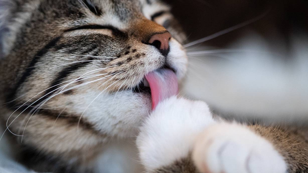 Desinfektionsmittel an der Pfote hätte schlimme Konsequenzen für die Gesundheit einer Katze. | © picture alliance / dpa Themendienst