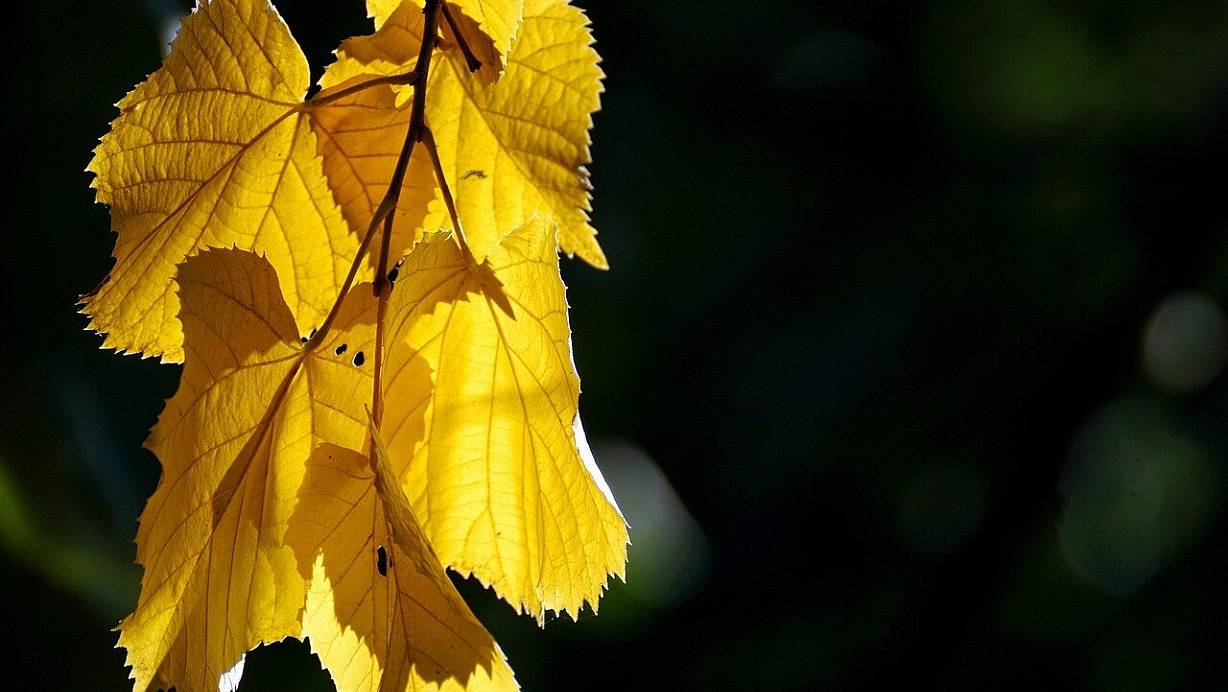 Goldene Herbsttage könnten auf uns zukommen: Die Sonne bringt die bunten Blätter zum Leuchten. | © (Symbolbild): Pixabay