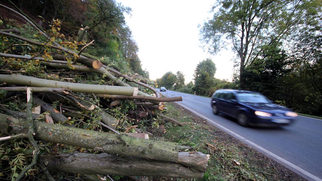 Vertrocknet: An der Bundesstraße 64 zwischen Höxter und Godelheim werden derzeit zahlreiche Buchen gefällt. Sie sind vertrocknet. | © David Schellenberg