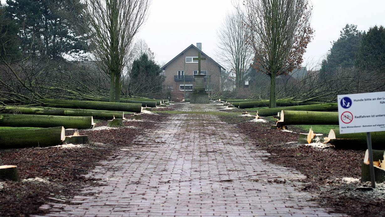 Nichts für Baumliebhaber: Noch vor wenigen Tagen war das Kriegerdenkmal am Pastorenholz von üppigen Linden umwachsen. Mittlerweile ist der pflanzliche Kreuzgang Geschichte. Nur noch die abgesägten Stämme erinnern an die Baumalleen. | © Felix Eisele