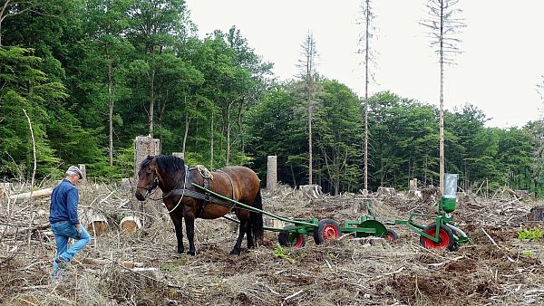 Das Pferd soll dabei helfen, Eicheln im Wald auszusäen. Diese sollen als Ersatz für die vom Borkenkäfer zerstörten Bäume wachsen. - © Jan Preller
