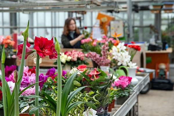 Blumenläden dürfen an Feiertagen für die Dauer von fünf Stunden öffnen. - © Pia Bayer/dpa
