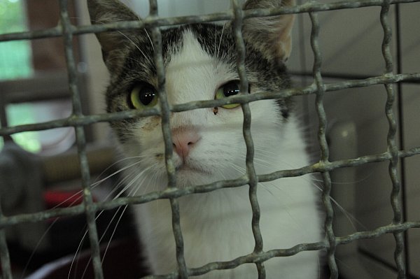 Der Blick von Vicky sagt: Lass mich raus. - © Heiko Kaiser