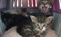 Winzige Katzenbabys werden in Bünde in zugeschnürtem Kartoffelsack gefunden