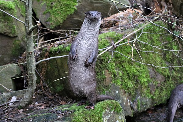 Freche Otter im Tierpark Sababurg - © Simone Flörke