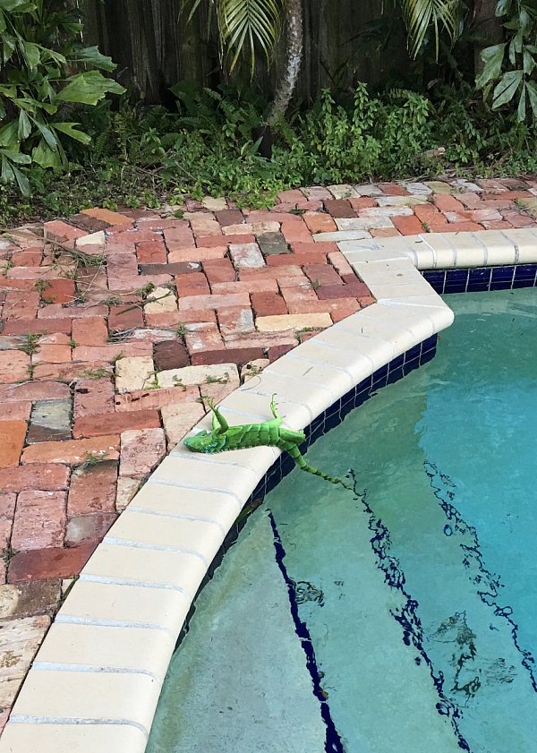 In Kältestarre: Ein Leguan nach der Kältewelle 2018 in einem Garten in Palm Beach. - © picture alliance / ZUMAPRESS.com