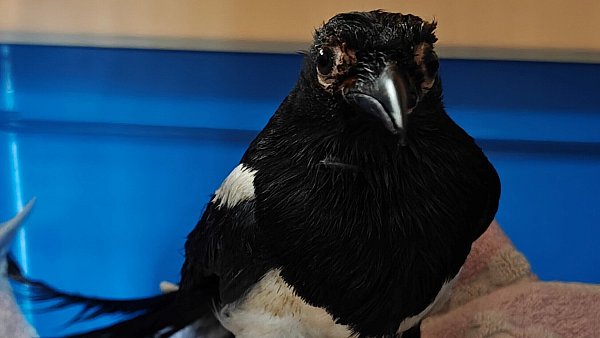 Nach 15 Jahren nicht artgerechter Haltung weist die Elster Fehlstellungen und Krankheiten auf. - © Tierschutzverein Bielefeld