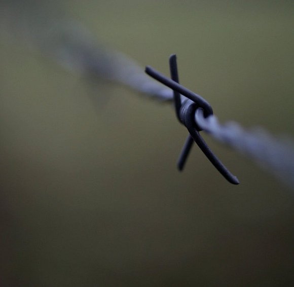 Gefährlich: Vögel nehmen Stacheldraht nicht als Gefahr wahr. - © Tyler Larkin