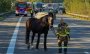 Mit dem Pferd über die Autobahn: Ungewöhnlicher Einsatz für die Feuerwehr Bad Oeynhausen