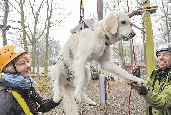 Versuch: Kletterpark-Chef Thomas Woesthoff hievt Mabel in ihrem Sicherheitsgeschirr nach oben. - © Jens Dünhölter