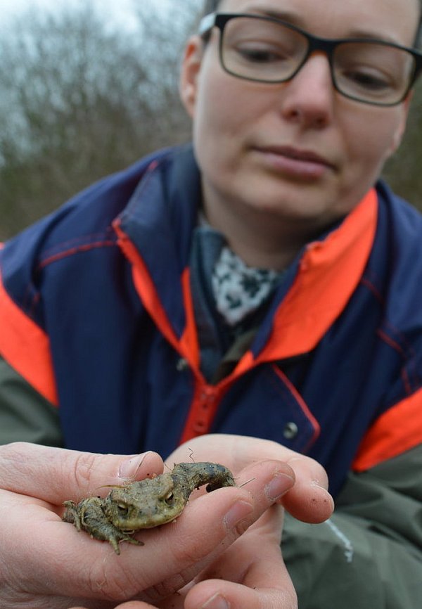 Dieser Kröte schaut der Schlaf noch aus den Augen. Sie war im Eimer am Zaun gelandet, aus dem Jil Erdbrügger die Amphibie barg und über die Straße trug. - © Kai-Sören Kerkhoff