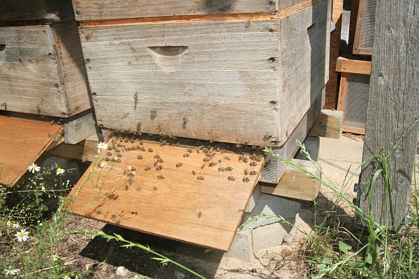 Summen und Brummen: Die fleißigen Bienen fliegen ein und aus. Sogenannte Wächterbienen passen auf, dass keine fremden Tiere hinein kommen. - © Karin Wessler