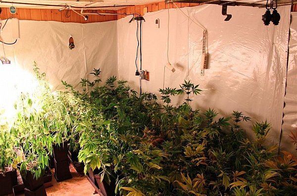 Im Keller eines Hauses in Petershagen stießen die Beamten auf eine  weitere Drogenplantage. - © Polizei