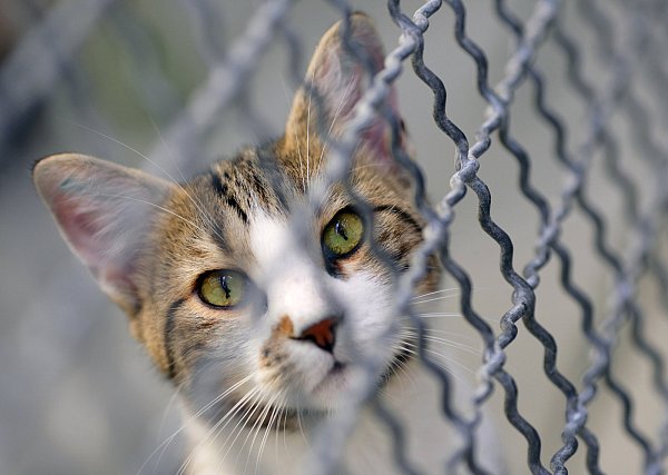 Risiko: Für Hunde und Katzen gilt in bestimmten Regionen die Leinenpflicht. Alternativ können die Vierbeiner auch im Haus bleiben. Nur umzäunte Bereiche im Garten gelten ebreits als unsicher. - © Uwe Anspach/dpa