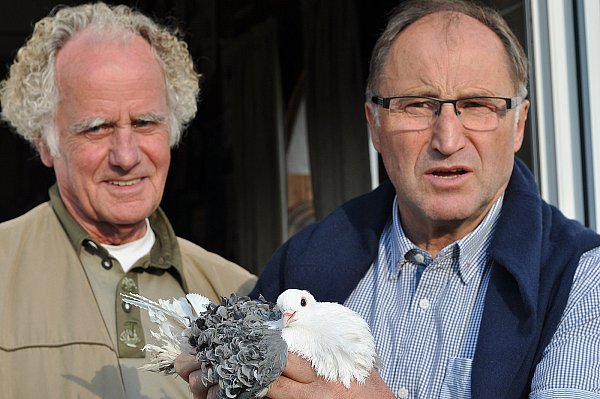 Züchter unter sich: Hans Wiebrock (links) und Gerhard Dehler präsentieren eine vorbildliche Lockentaube. - © Felix Boche