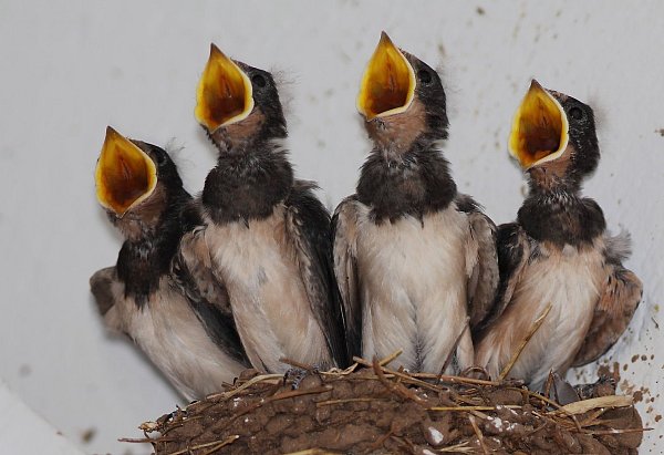 „Gebt uns Futter, gebt uns bessere Lebensräume!": Das könnte – übersetzt – dieses Quartett kleiner Bielefelder Rauchschwalben singen. - © Andreas Schäfferling (4)