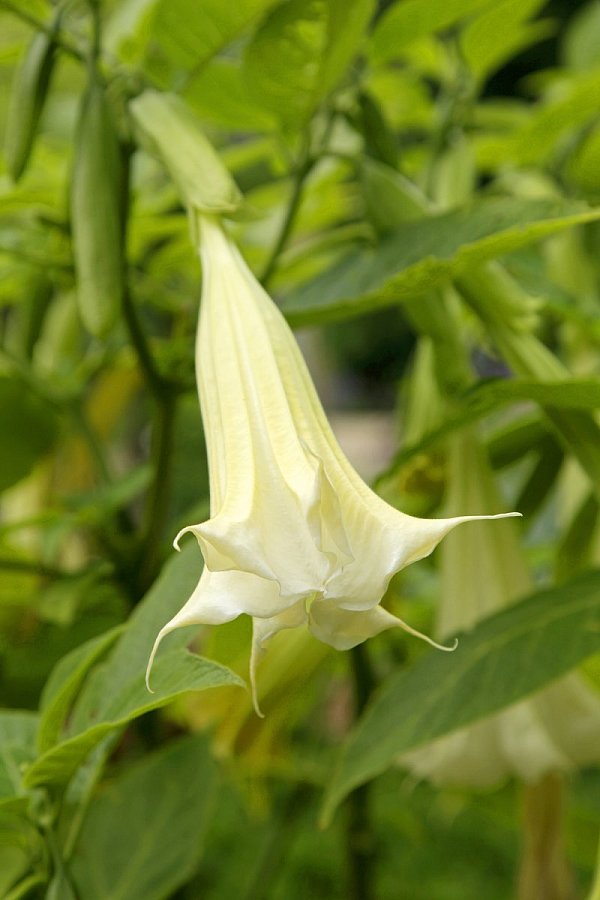 Von barocker Üppigkeit: Die weiße Engelstrompete ist im Stadtpark im Mediterranen Garten vor dem Palmenhaus zu finden. - © Daniela Toman