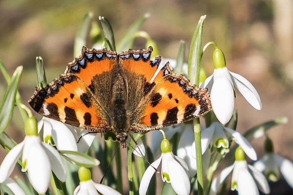 Vielfalt kann auch mal bunt sein - doch das ist nicht ihr eigentlicher Wert. Dieser Kleine Fuchs auf Schneeglöckchen verzaubert aber ... - © NW