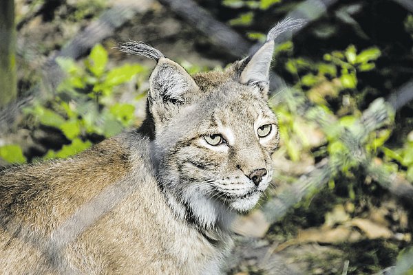 Luchs Lea brachte im Zoo viele Babys zur Welt. - © Kurt Ehmke