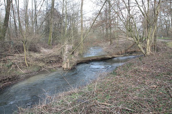 Die Lippe bei Bad Lippspringe soll vom Zufluss der Steinbeke bis zur Kläranlage renaturiert werden. Zu den natürlichen Hindernissen wie Baumstämme, sollen noch zusätzliche eingebaut werden. - © Uwe Müller