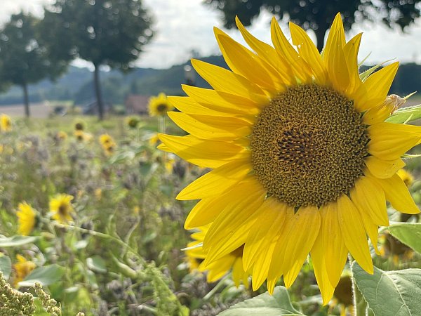 Eine Sonnenblume blüht hier Ende Juli in Oberbauerschaft. - © Heike von Schulz
