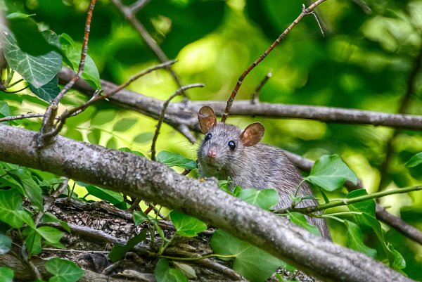 Werden infizierte Nagetiere von Flöhen gebissen, können diese die Pest auch an Menschen weitergeben. - © Alexander Crawley/Unsplash