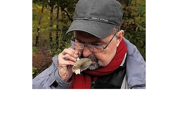 Hans-Dieter Wolf, Vorsitzender der Pilzfreunde Herford und Umgebung, nutzt nicht nur seine Augen zur Bestimmung der Pilze. Auch der Geruch ist wichtig, um die Art genau zu erkennen. Hier erschnüffelt der Experte einen Anistrichterling. - © FOTOS: MICHAEL KAPIZA