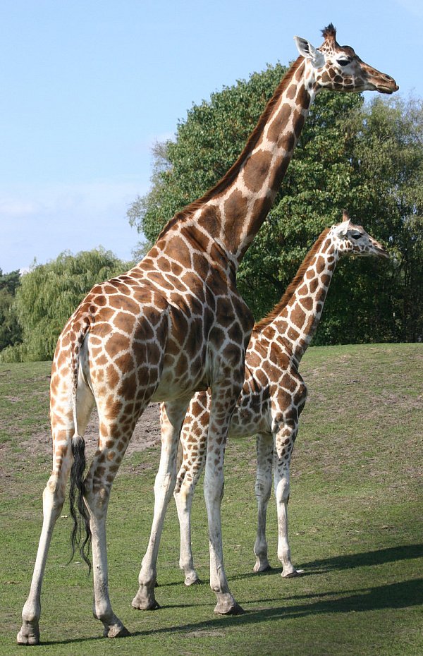 Riesig: Giraffen (hier im Safaripark) überragen alle Tiere. - © Foto: uri-press