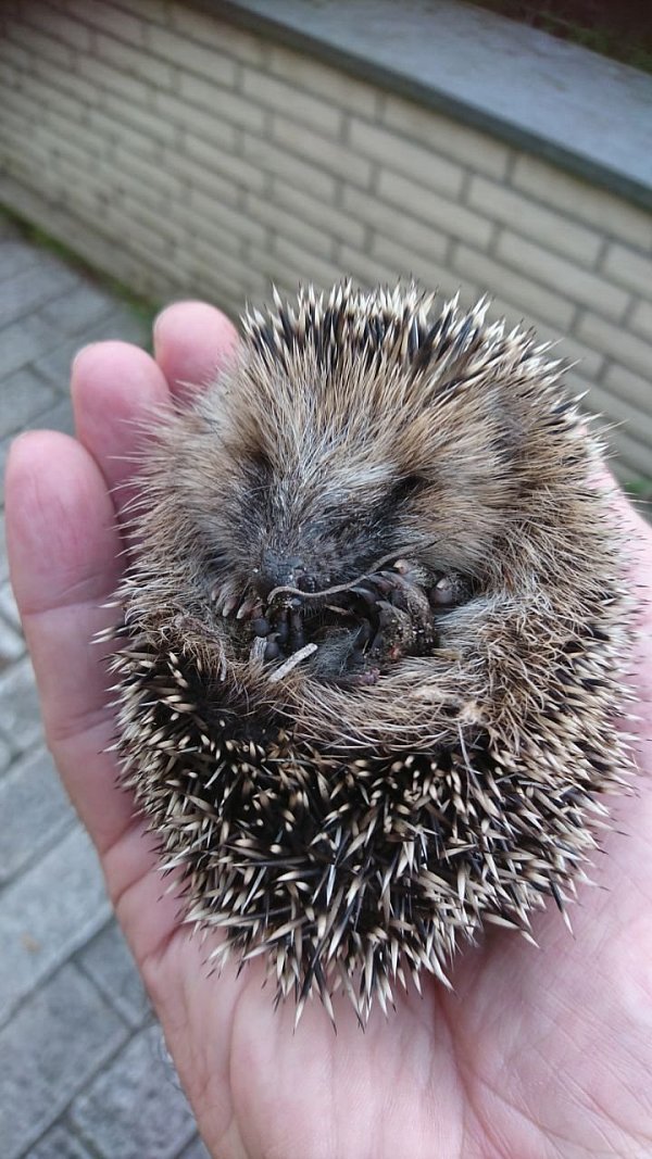 Igel - © privat