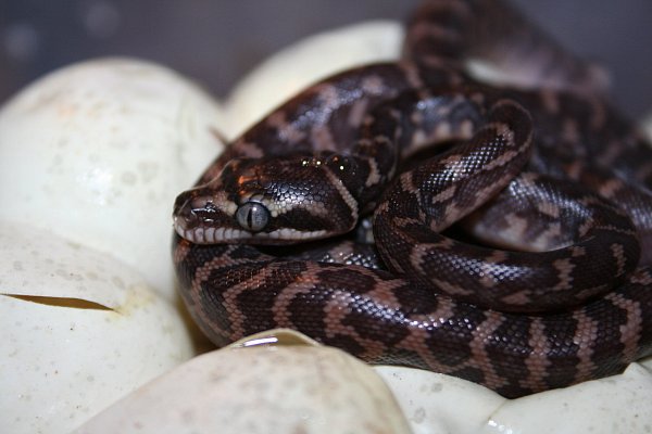 Gerade geschlüpft: Ein junger Rauschuppenpython aus dem 2. Gelege. - © Joe Cubick