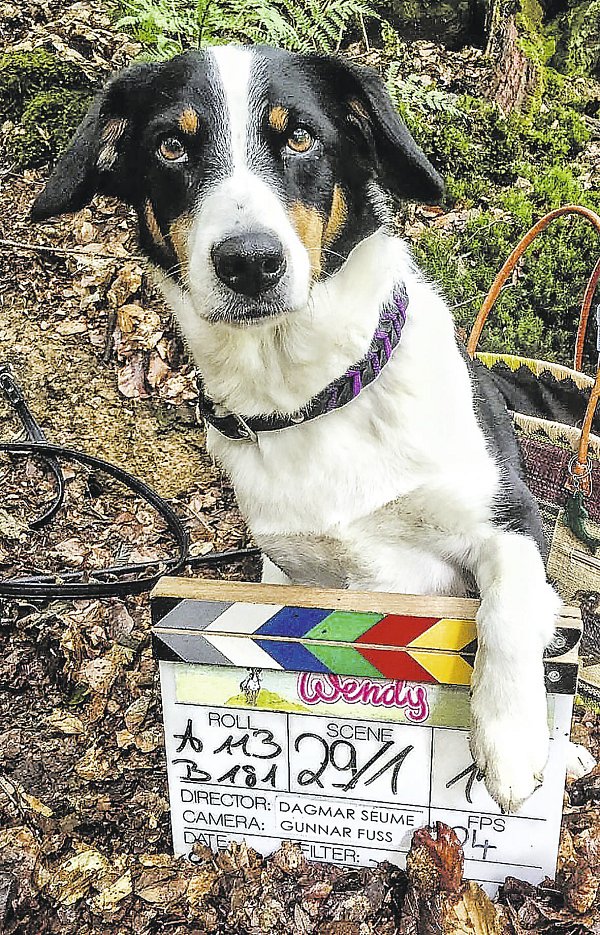 Volle Konzentration: Der Filmhund Amy spielt den Hund des Metzgerenkels Mücke im Kinofilm Wendy. - © Sonja Heidbrink