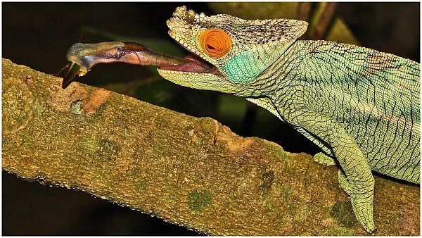 Die Tierwelt von Madagaskar kommt im Multivisionsvortrag von Katja und Josef Niedermeier farbenprächtig nach Löhne. - © Niedermeier