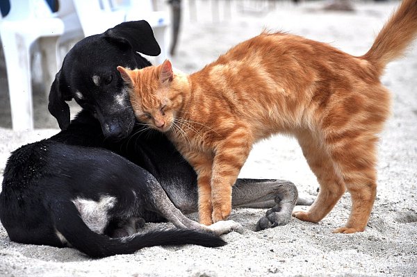 Ob Hund, Katze, Kaninchen, Vogel oder Hamster: Wählen Sie das Tier der Woche und schicken uns ein Foto Ihres Lieblings zu. - © Pixabay (Symbolbild)