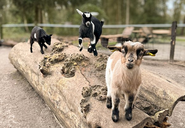 Auch bei den Zwergziegen hat sich Nachwuchs eingestellt. - © Tierpark Ströhen