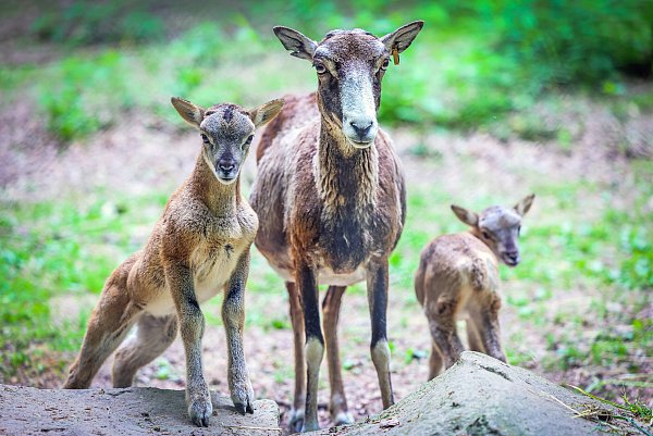 Regelmäßig mehrere Babys haben die Mufflons. - © Sarah Jonek