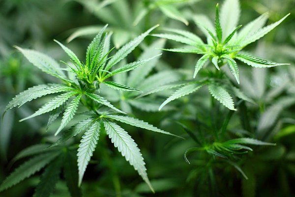 THC, der Hauptwirkstoff der Cannabis-Pflanze, wirkt berauschend und entspannend, er kann zum Beispiel Brechreiz dämpfen. - © Symbolbild/Pixabay