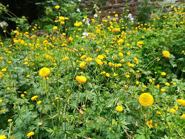 Das kleine Goldknöpfchen, eine Ranunkel-Art, ist schon seit dem Mittelalter in der Region heimisch und verschönert im Frühjahr das historische Gemäuer am Höxteraner Stadtwall. - © Huxarium-Gartenpark Höxter