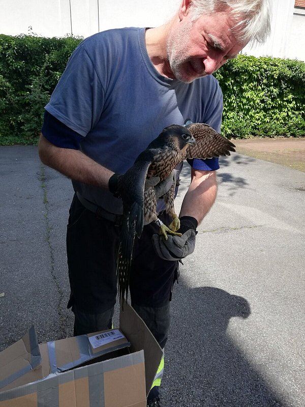 Glück gehabt: Der junge Wanderfalke ist in sicheren Händen gelandet. - © Stadt Gütersloh