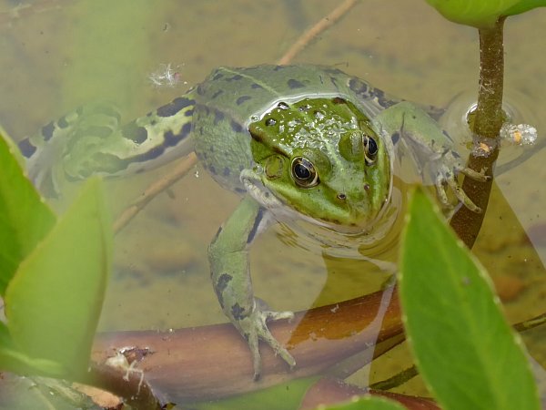 Ein Teichfrosch im Naturgartenforum. - © bernd_schackers_uih_planungsburo