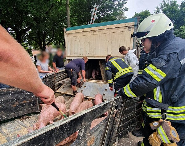 Die überlebenden Ferkel wurden auf einen anderen Tansporter umgeladen. - © Feuerwehr Borchen