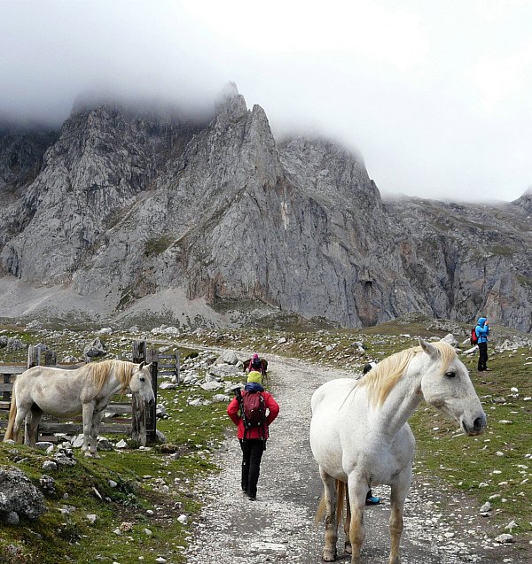 A Picos Pferde 2.JPG - © Beautemps