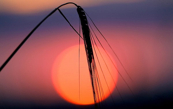 An diesem Wochenende werden in ganz Ostwestfalen-Lippe bis zu 31 Grad erwartet. Vorher gibts Regen bei milden Temperaturen. - © Thomas Warnack